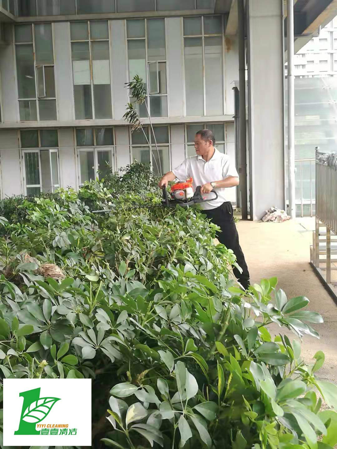 壹壹公司告訴您綠化養(yǎng)護必備修剪技巧？